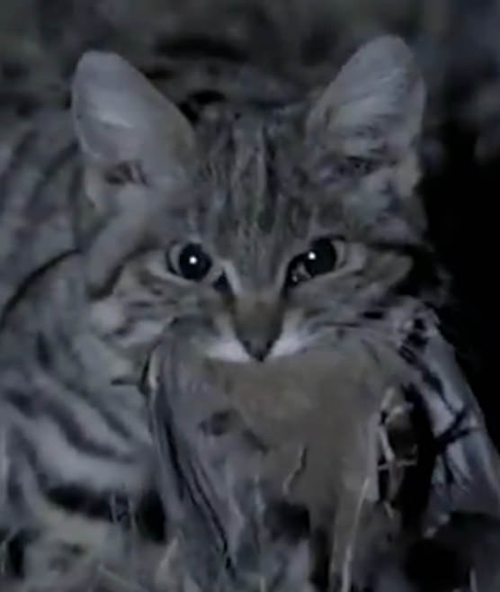 Evil Cat